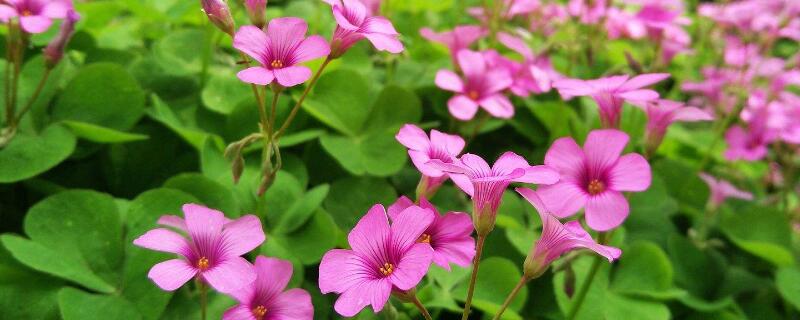 酢浆草种球催芽方法(酢浆草种球如何催芽)