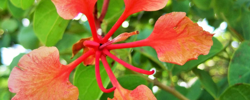 紫荆花树什么时候扦插 紫荆的扦插时间