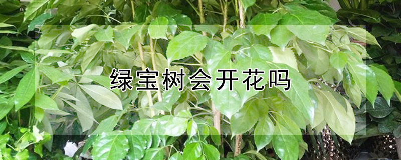 绿宝树会开花吗（绿宝树会开花结果吗）