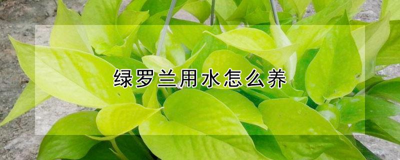 绿罗兰用水怎么养（水养绿萝怎么施肥）