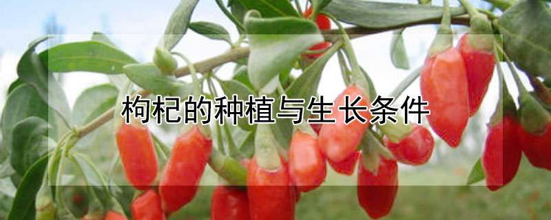 枸杞的种植与生长条件（枸杞的生长环境条件）