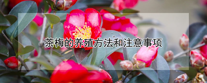 茶梅的养殖方法和注意事项（茶梅的养殖方法和注意事项有哪些）
