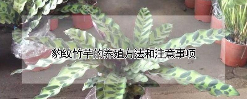 豹纹竹芋的养殖方法和注意事项 豹纹竹芋有毒吗能室内养吗