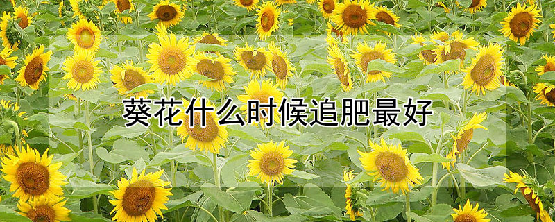 葵花什么时候追肥最好（葵花什么时候施肥最好）