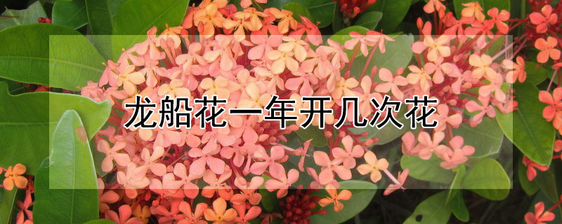 龙船花一年开几次花（龙船花一年四季都开花吗）