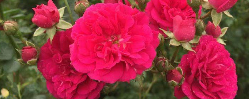 红木香的养护方法 红木香的栽培技巧