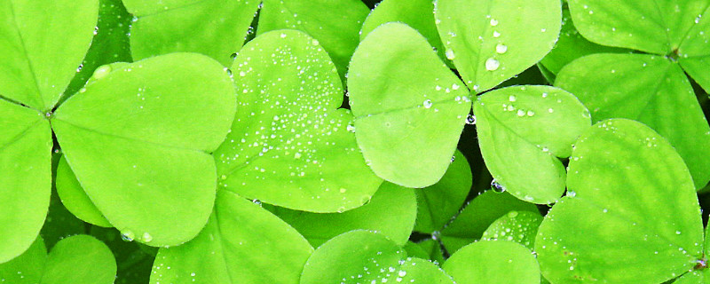 三叶草的种植与维护 三叶草栽培技术