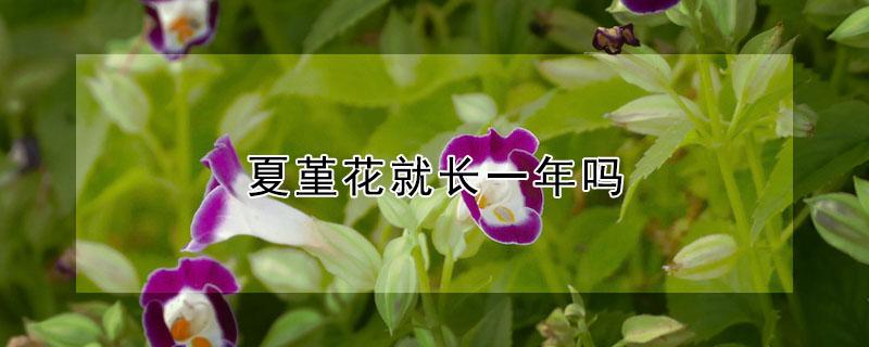 夏堇花就长一年吗(夏堇一年开几次花)