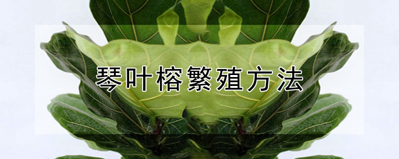 琴叶榕繁殖方法（琴叶榕繁殖方法图解）