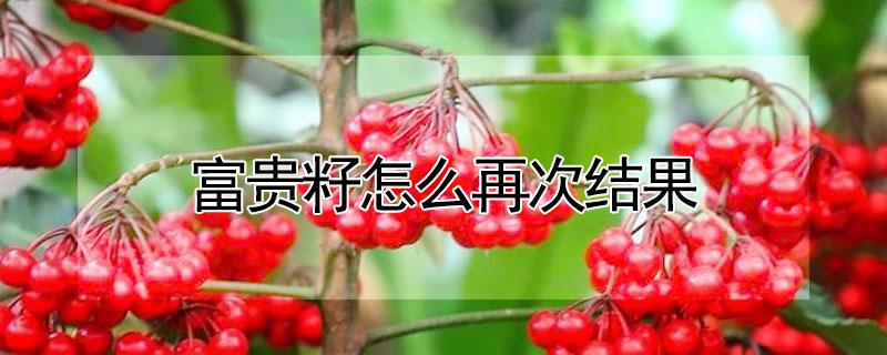 富贵籽怎么再次结果（富贵籽怎样来年又开花结果）