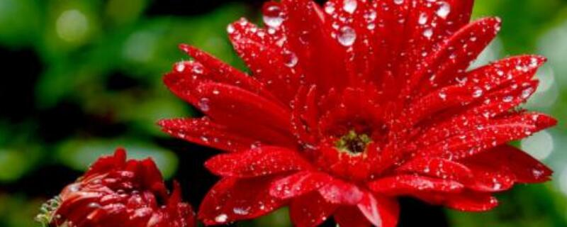 秋天种花注意什么 秋天养花应注意什么