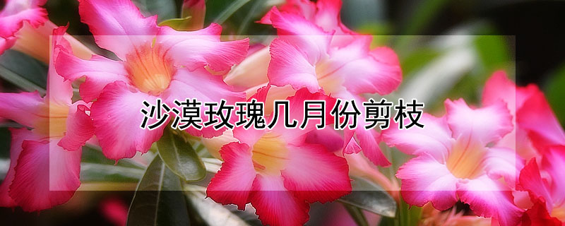 沙漠玫瑰几月份剪枝 沙漠玫瑰这个季节可以剪枝吗