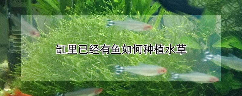 缸里已经有鱼如何种植水草 缸里已经有鱼如何种植水草种子、水草泥可以掺入砂子吗