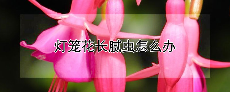 灯笼花长腻虫怎么办（灯笼花长虫了怎么办）