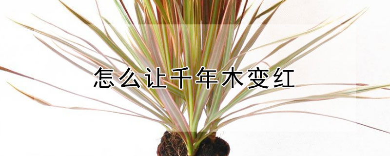 怎么让千年木变红 千年木颜色不发红是怎么回事