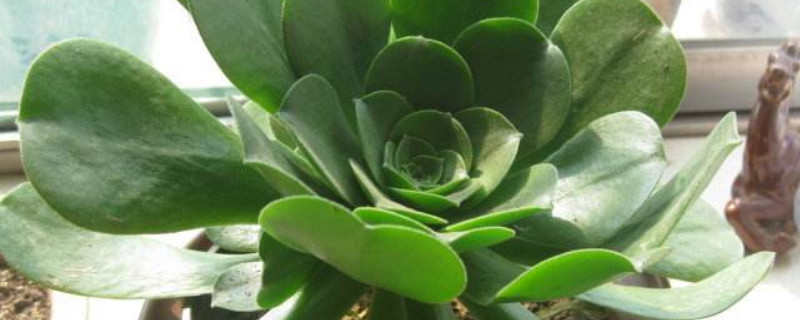 玉龙观音怎么修剪(玉龙观音开花需要剪掉吗)