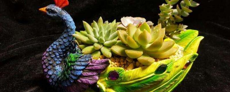 孔雀多肉怎么养殖 肉孔雀养殖基地