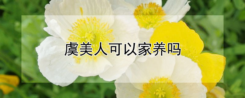 虞美人可以家养吗 虞美人咋养