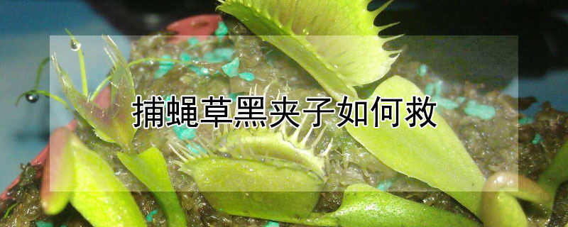 捕蝇草黑夹子如何救 捕蝇草的夹子黑了是怎么回事