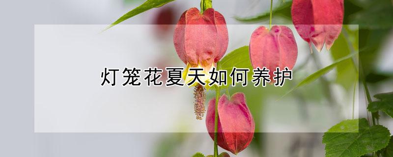 灯笼花夏天如何养护（灯笼花的养护常识）