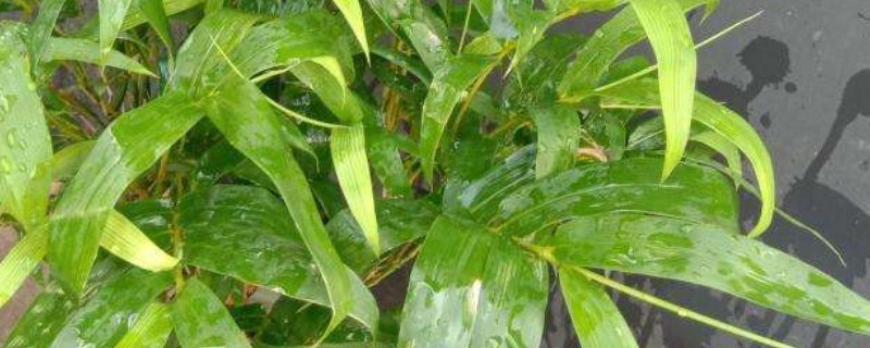 佛肚竹叶子发黄是怎么（佛肚竹黄叶怎么回事）