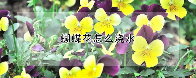 蝴蝶花怎么浇水 蝴蝶花怎么浇水?