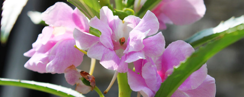 重瓣凤仙花怎样养护 重瓣凤仙花怎么养