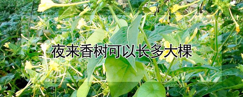 夜来香树可以长多大棵（夜来香可以长成树吗）