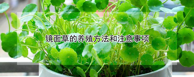 镜面草的养殖方法和注意事项(镜面草用什么土养)