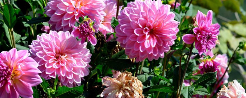 地瓜花的养殖方法和注意事项 家庭盆栽地瓜花的方法