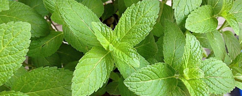 薄荷变黑卷边怎么办（薄荷卷边叶子发黑干枯）