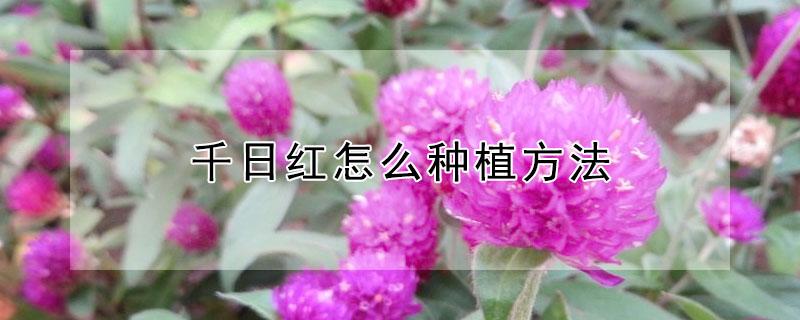 千日红怎么种植方法（千日红的养殖方法）