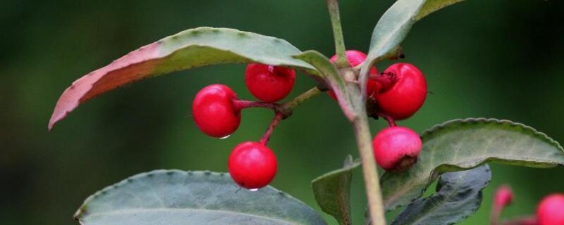 朱砂根怎样换盆（朱砂根换盆注意事项）