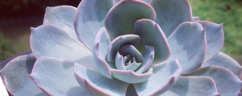 多肉蓝石莲怎样繁殖（蓝石莲多肉植物怎么养）