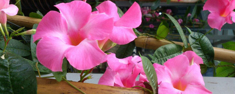 飘香藤秋天怎么养护 飘香藤秋冬怎么护理