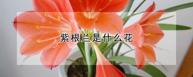 紫根兰是什么花（紫根兰开花是什么样的）