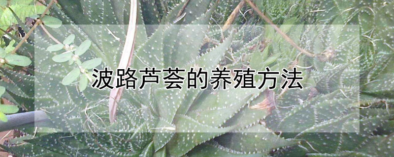 波路芦荟的养殖方法 波路芦荟可以水培吗