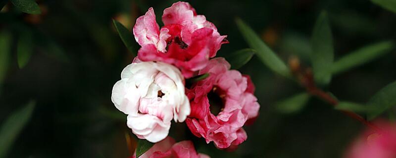 松红梅施什么肥料好 红梅用什么肥