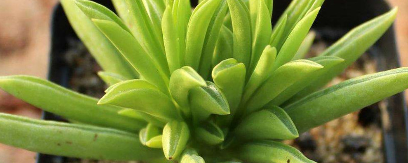 柳叶椒草的养殖方法 圆叶椒草的养殖方法