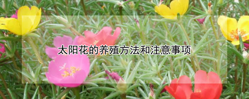 太阳花的养殖方法和注意事项（重瓣太阳花的养殖方法和注意事项）