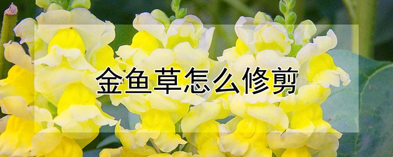 金鱼草怎么修剪（盆栽金鱼草怎么修剪）