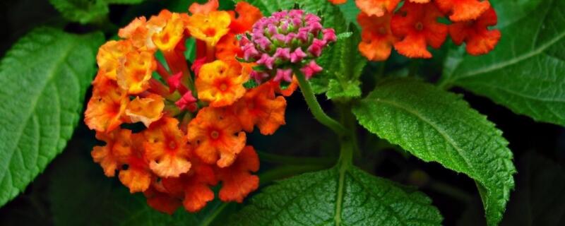 五色梅什么时候修枝（五色梅花期可以修剪吗）