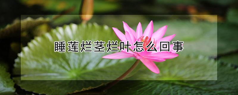 睡莲烂茎烂叶怎么回事（睡莲总是烂叶子）