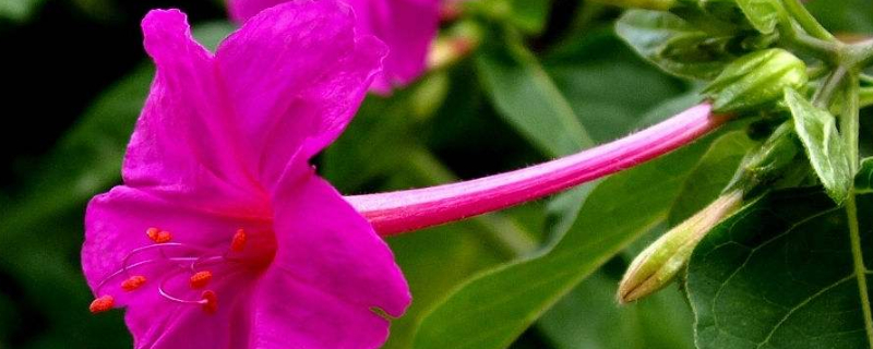 地雷花的种植方法和注意事项（地雷花可以盆栽吗）