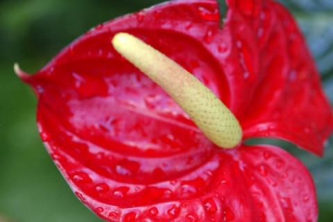 火鹤叶子黄是什么原因