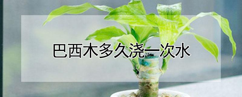 巴西木多久浇一次水（巴西木几天一浇水）