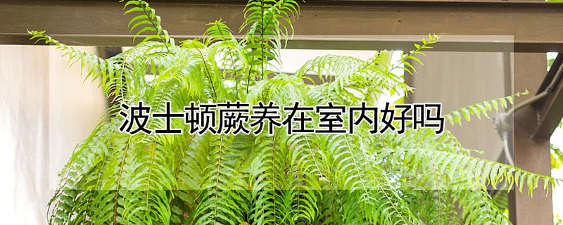 波士顿蕨养在室内好吗 家里养波士顿蕨好吗
