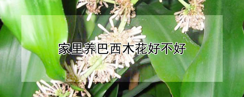 家里养巴西木花好不好（）