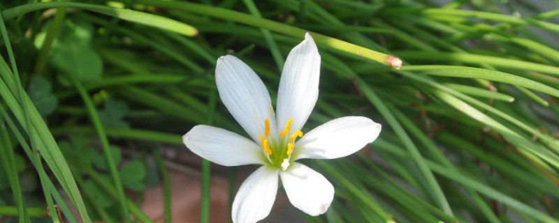 葱兰种球的栽培 葱兰球根的种植方法