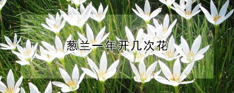 葱兰一年开几次花 葱兰花期一年开几次